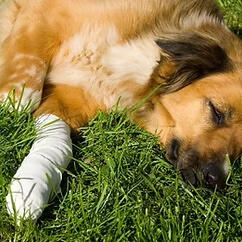 Pet bodywork session for arthritis and pain relief with Pure Bliss Pet Wellness, Pakenham